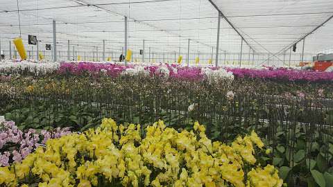 United Central Orchids Inc